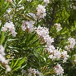 Mediterranea Πανσιόν 4*
