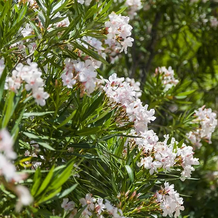 Mediterranea Bol
