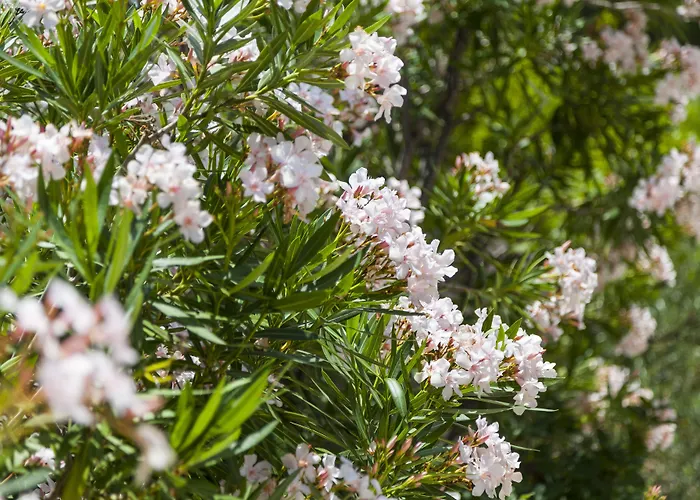 Mediterranea Vendégház 4*